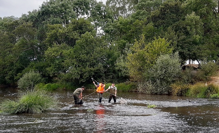 Rastrean in situ la evolución de los peces autóctonos en Extremadura