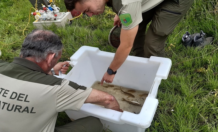 Rastrean in situ la evolución de los peces autóctonos en Extremadura