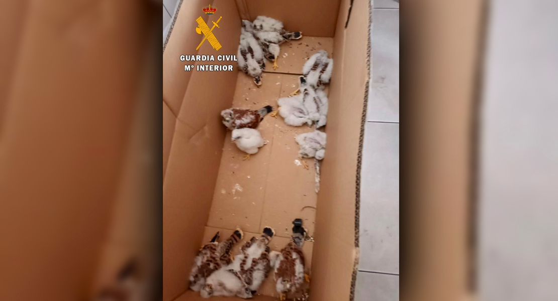 Paran un vehículo en la A-5 y descubren en él cajas con una especie amenazada y otros animales