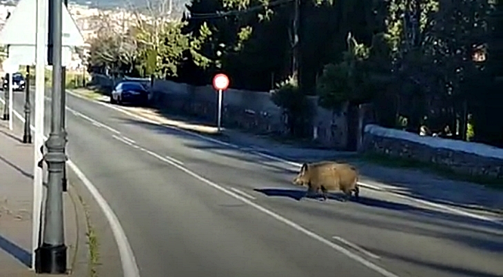 Abaten 10 jabalíes en la ciudad de Cáceres