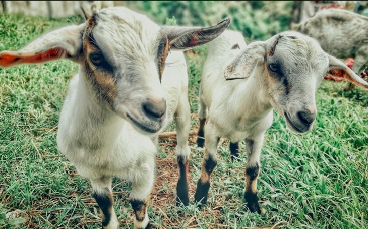 Publicada la orden que aprueba la Indicación Geográfica Protegida Cabrito de Extremadura