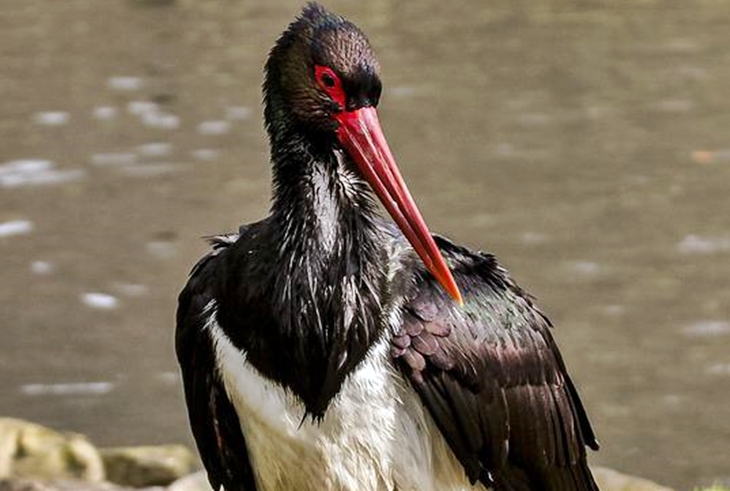 Intentan salvar a la Cigüeña Negra en Extremadura