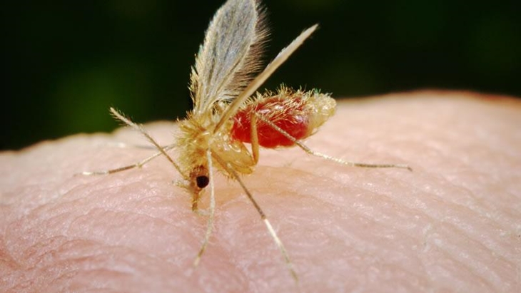 Extremadura uno de los principales focos de Leishmania Infantum