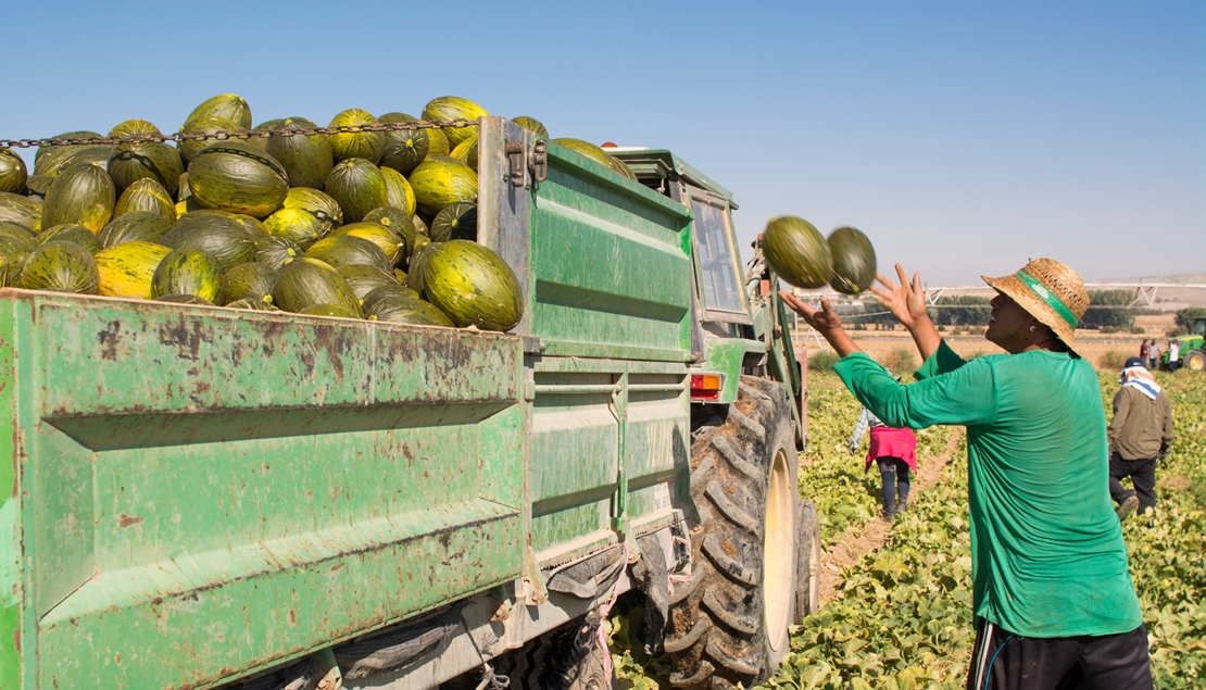 UPA sobre el precio de la fruta: “Los intermediarios se forran mientras los agricultores nos arruinamos”