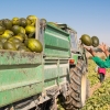 UPA sobre el precio de la fruta: “Los intermediarios se forran mientras los agricultores nos arruinamos”