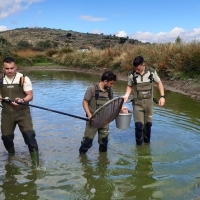 Rastrean in situ la evolución de los peces autóctonos en Extremadura