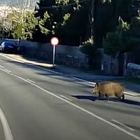 Abaten 10 jabalíes en la ciudad de Cáceres