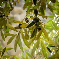 Protección Nacional para la D.O. Aceite Villuercas-Ibores-Jara