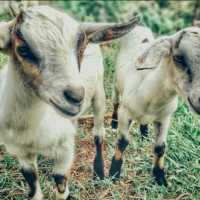 Publicada la orden que aprueba la Indicación Geográfica Protegida Cabrito de Extremadura