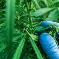 Destacan el potencial industrial y medioambiental del cultivo del cannabis para Extremadura