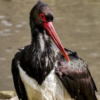 Intentan salvar a la Cigüeña Negra en Extremadura