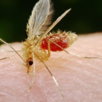 Extremadura uno de los principales focos de Leishmania Infantum