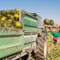 UPA sobre el precio de la fruta: “Los intermediarios se forran mientras los agricultores nos arruinamos”