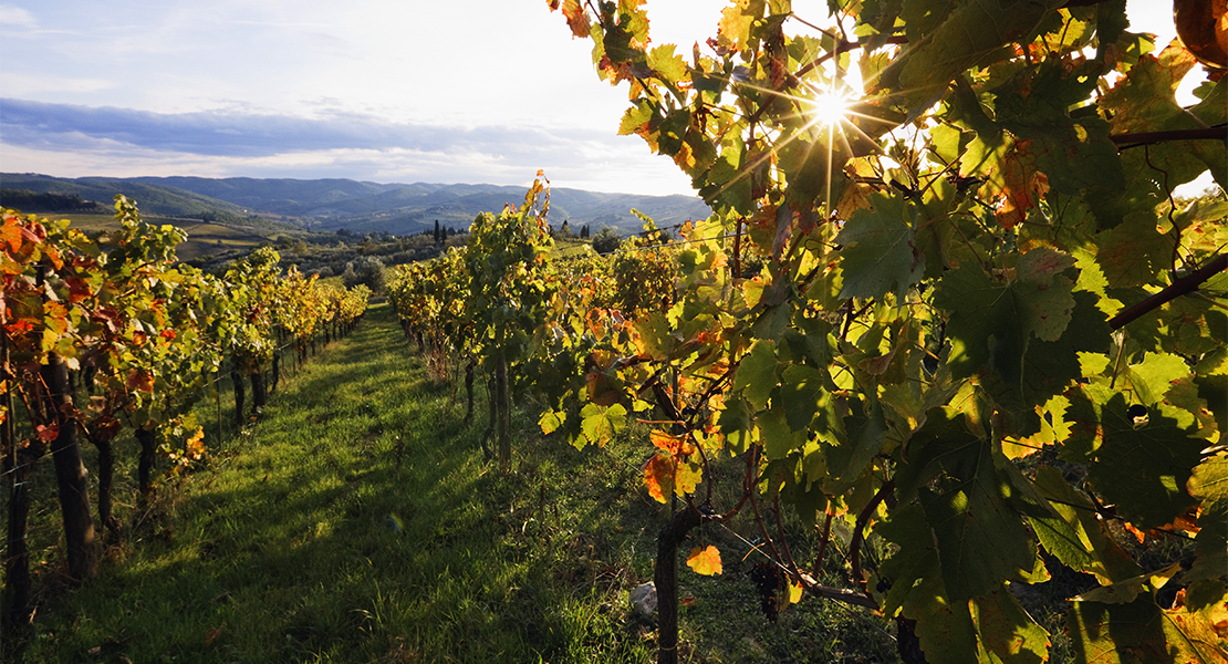 El sector vitivinícola extremeño recibe más de 7,5 millones de euros