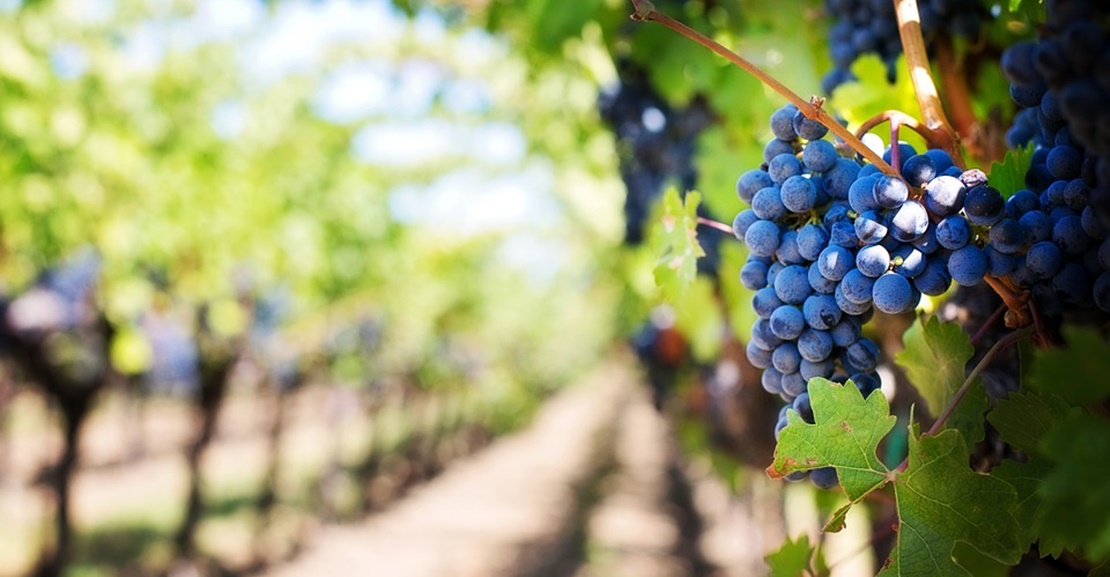 Los viticultores extremeños prevén pérdidas de 124 millones de euros
