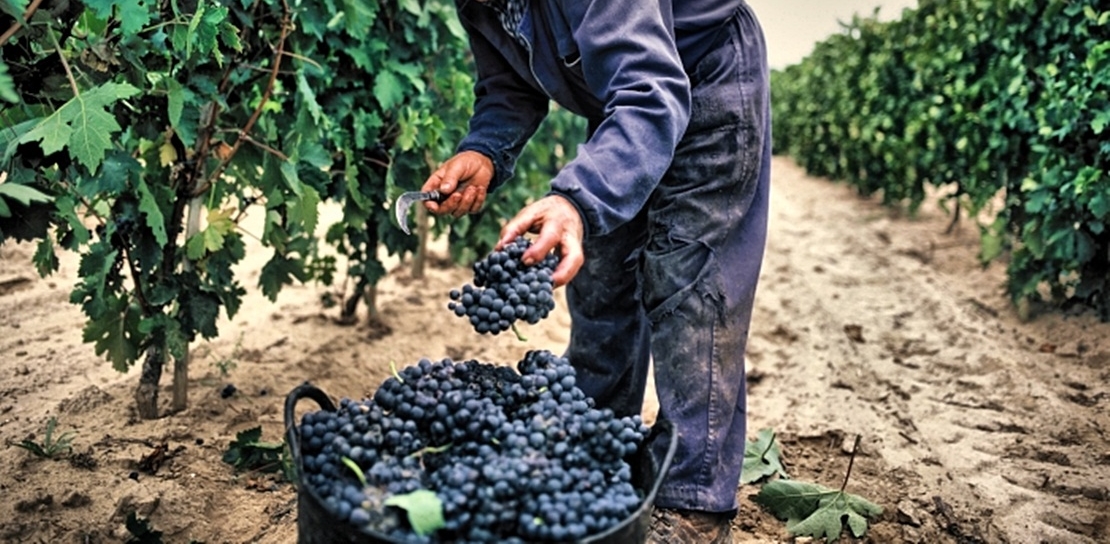 La Unión denuncia que los industriales del vino pagarán la uva por debajo del coste de producción