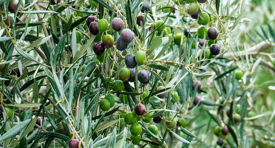 Se avecina una &quot;catastrófica&quot; cosecha de aceitunas en Extremadura, según UPA-UCE