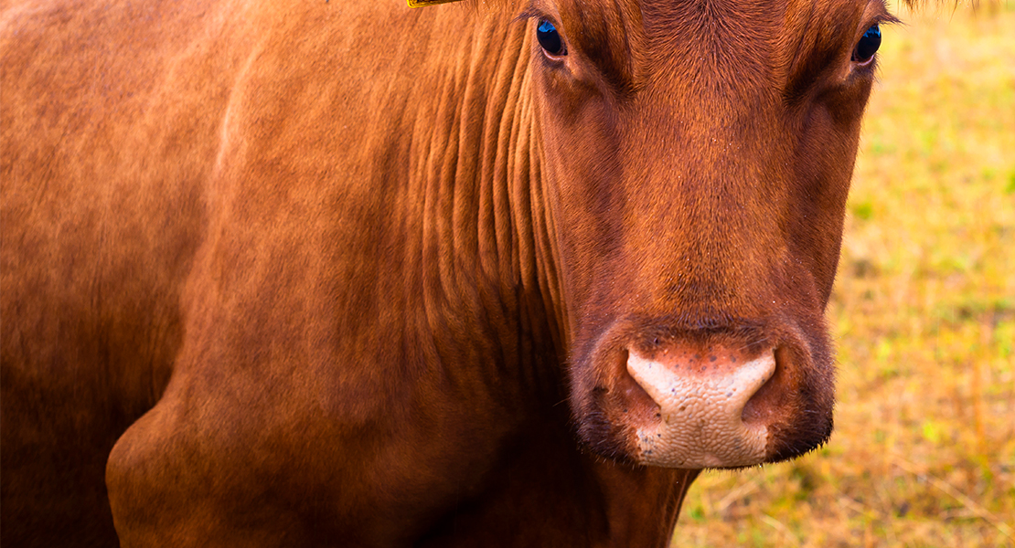 Una vacuna está provocando preocupantes reacciones en el ganado español