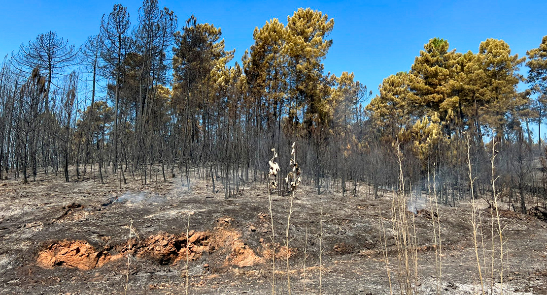 El desolador paisaje tras un incendio ya controlado en Sierra de Gata