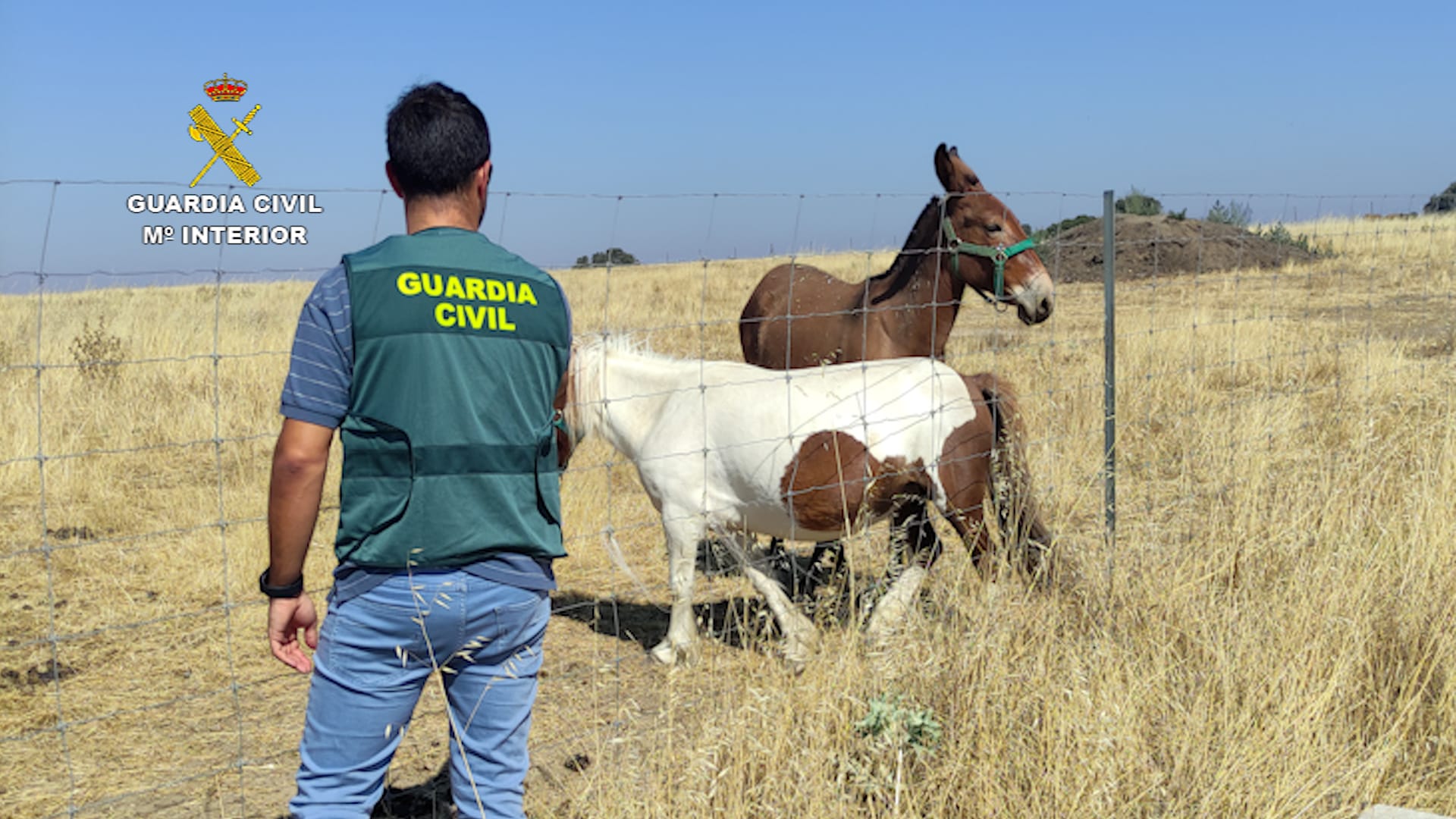 Estafa con una compra de ponis en Extremadura