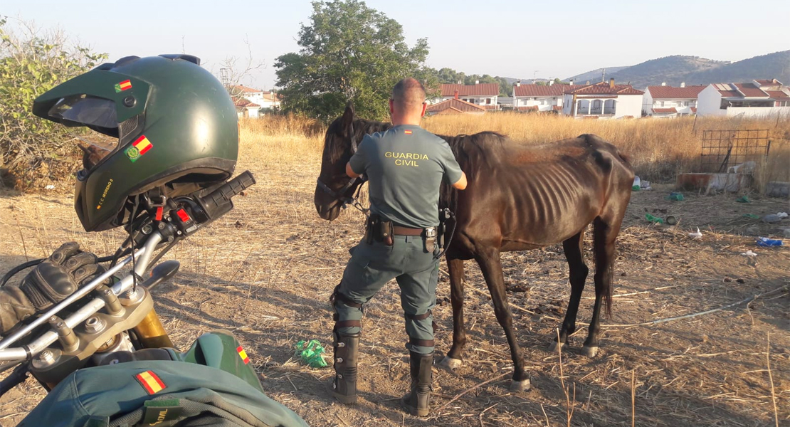 Investigados por maltratar animales en Jerez de los Caballeros y La Parra