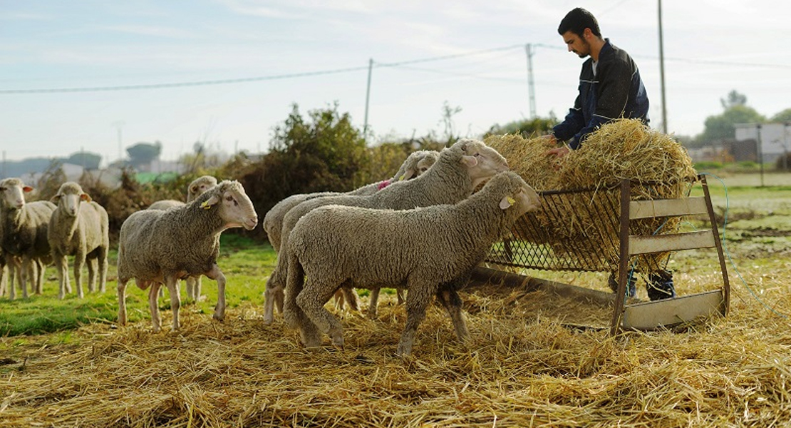 APAG Extremadura Asaja acusa a Agroseguro de engañar a los ganaderos