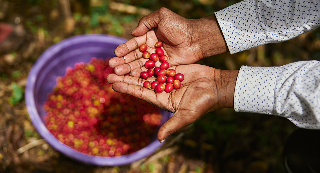 Los nuevos alimentos a partir del café que posiblemente no conozcas