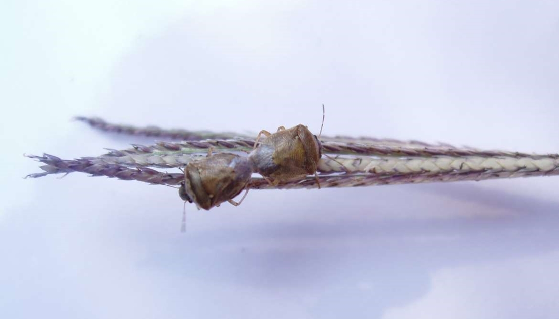 Tratamiento para el control de la pudenta del arroz en Extremadura