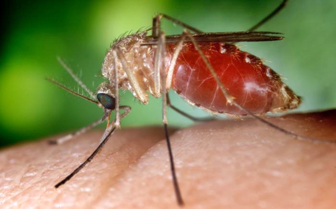 Virus del Nilo: ANECPLA pide estar muy alerta ante un nuevo brote
