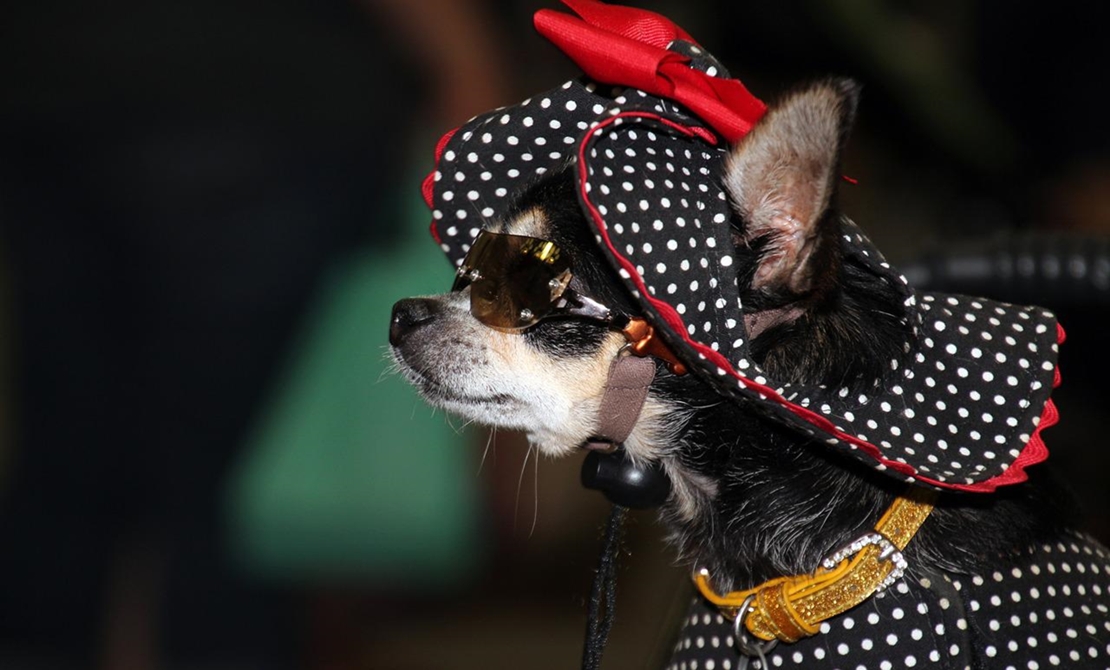 Perros humanizados: una conducta que perjudica a dueños y mascotas