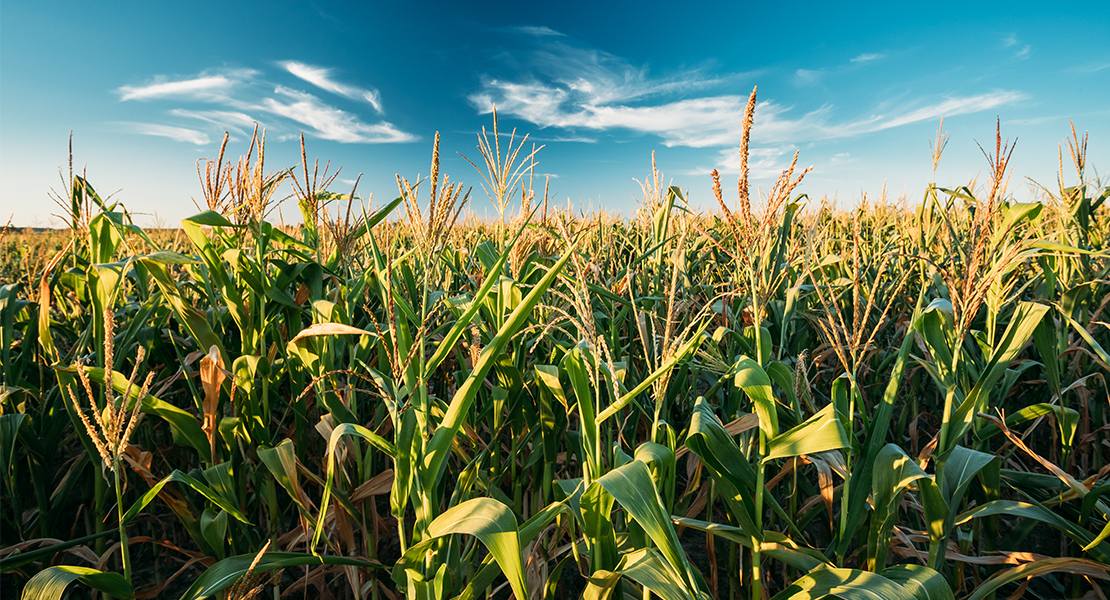 La Unión denuncia la discriminación a algunos agricultores extremeños y habrá nuevas protestas