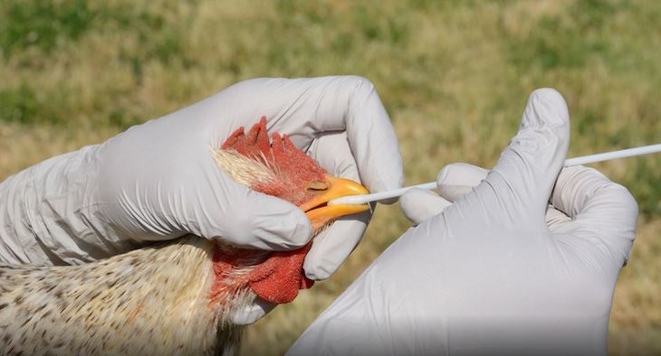 Detectado el virus ‘influenza aviar’ en una explotación extremeña