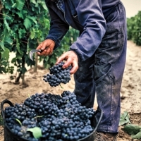 “Se dan condiciones más que favorables para que suba el precio de la uva”