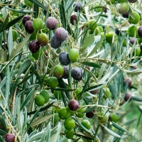 Se avecina una &quot;catastrófica&quot; cosecha de aceitunas en Extremadura, según UPA-UCE