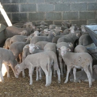 Ya se conocen los beneficiarios de las ayudas para compensar los efectos de la guerra en Extremadura