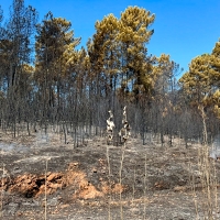 El desolador paisaje tras un incendio ya controlado en Sierra de Gata
