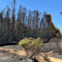 El INFOEX interviene en 17 incendios forestales durante la última semana