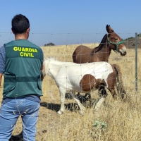 Estafa con una compra de ponis en Extremadura