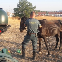 Investigados por maltrato animal en Jerez de los Caballeros y La Parra