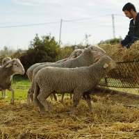 APAG Extremadura Asaja acusa a Agroseguro de engañar a los ganaderos
