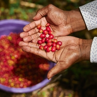 Los nuevos alimentos a partir del café que posiblemente no conozcas