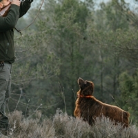 Animalistas exigen derechos para todos los perros sin excepción