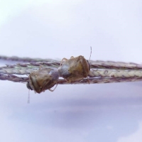 Tratamiento para el control de la pudenta del arroz en Extremadura