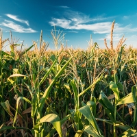 La Unión denuncia la discriminación a algunos agricultores extremeños y habrá nuevas protestas