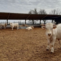 Subvenciones para fomentar las razas autóctonas españolas en Extremadura