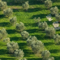 La próxima campaña de la aceituna será &quot;la peor cosecha de la historia&quot;