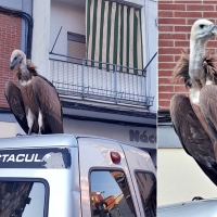 Rescatan a un buitre leonado de las calles de Plasencia