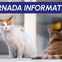 Plan de gestión integral de las colonias felinas en Cáceres