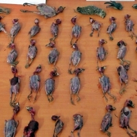 Pillado capturando pájaros con artes prohibidas en la provincia de Badajoz