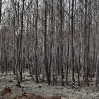 Manifestación en contra de las situaciones vividas con los incendios en Extremadura